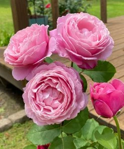 Brighter Blooms Cathedral Bells Rose