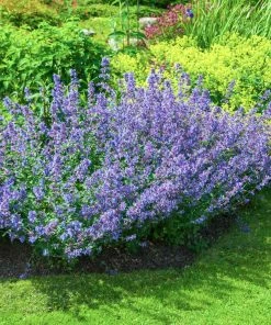 Brighter Blooms Perennials Walker's Low Nepeta (Catmint) Shrub