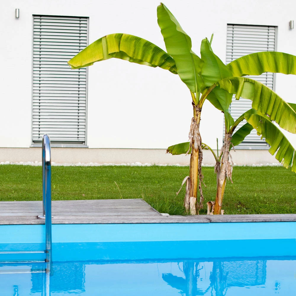 Brighter Blooms Dwarf Cavendish Banana Tree SHOP ALL 6 Brighter Blooms Dwarf Cavendish Banana Tree SHOP ALL