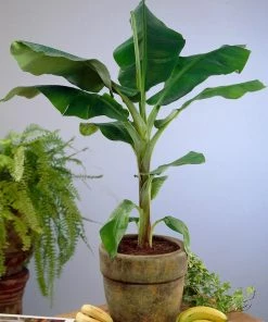 Brighter Blooms Dwarf Cavendish Banana Tree SHOP ALL 11 Brighter Blooms Dwarf Cavendish Banana Tree SHOP ALL