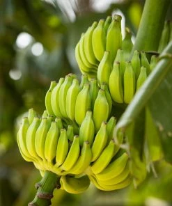 Brighter Blooms Dwarf Cavendish Banana Tree SHOP ALL 10 Brighter Blooms Dwarf Cavendish Banana Tree SHOP ALL