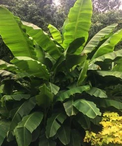 Brighter Blooms Dwarf Cavendish Banana Tree SHOP ALL 9 Brighter Blooms Dwarf Cavendish Banana Tree SHOP ALL
