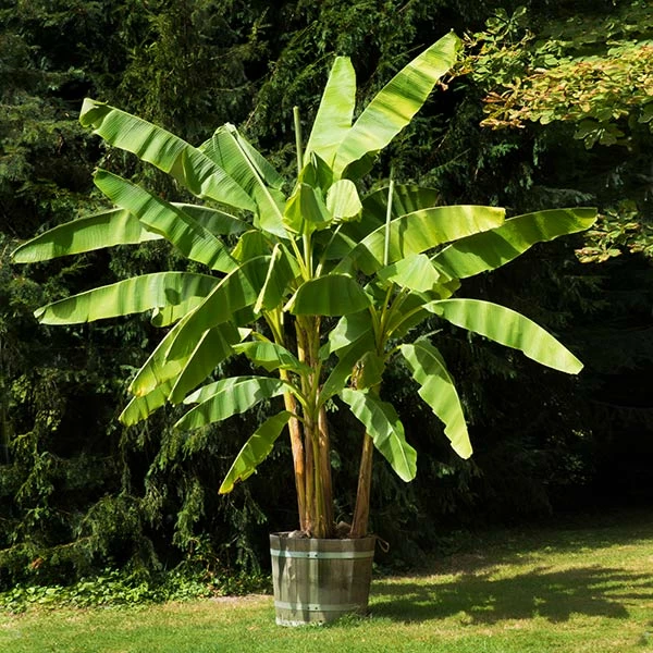 Brighter Blooms Dwarf Cavendish Banana Tree SHOP ALL 1 Brighter Blooms Dwarf Cavendish Banana Tree SHOP ALL