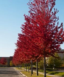 Brighter Blooms Celebration Maple Tree