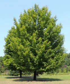 Brighter Blooms Celebration Maple Tree