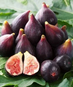 Brighter Blooms Fruit Trees Celeste Fig Tree