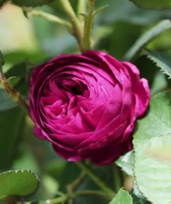 Brighter Blooms Roses Celestial Night™ Rose Tree 7 Brighter Blooms Roses Celestial Night™ Rose Tree