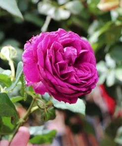 Brighter Blooms Roses Celestial Night™ Rose Tree 6 Brighter Blooms Roses Celestial Night™ Rose Tree