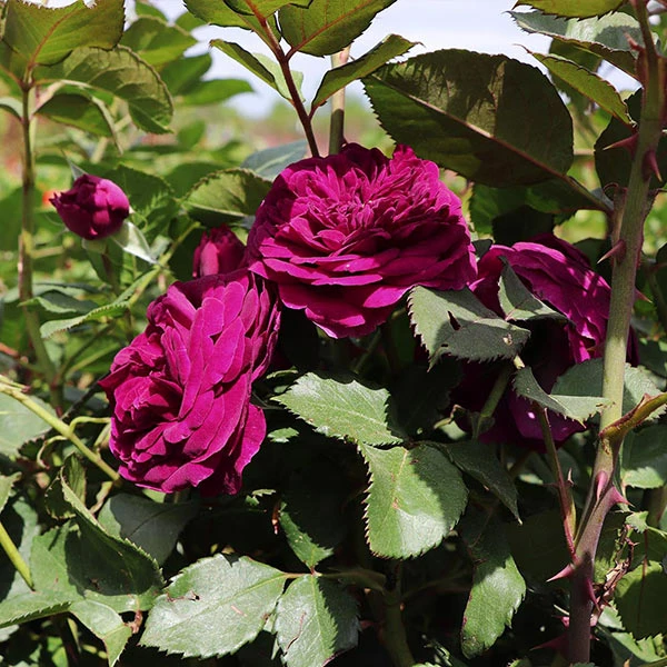 Brighter Blooms Roses Celestial Night™ Rose Tree 1 Brighter Blooms Roses Celestial Night™ Rose Tree