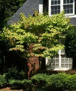 Brighter Blooms Celestial Shadow Dogwood Tree Flowering Trees 9 Brighter Blooms Celestial Shadow Dogwood Tree Flowering Trees