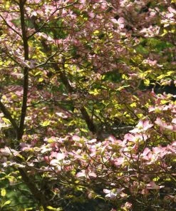 Brighter Blooms Celestial Shadow Dogwood Tree Flowering Trees 11 Brighter Blooms Celestial Shadow Dogwood Tree Flowering Trees