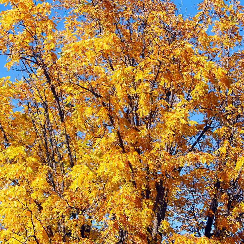 Brighter Blooms Chandler Walnut Tree Fruit Trees 3 Brighter Blooms Chandler Walnut Tree Fruit Trees