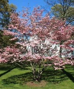 Brighter Blooms Flowering Trees Cherokee Brave Dogwood Tree