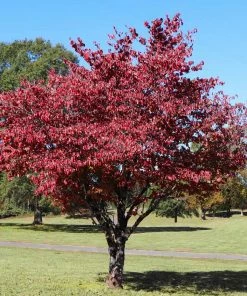 Brighter Blooms Flowering Trees Cherokee Brave Dogwood Tree