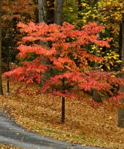 Brighter Blooms Cherokee Chief Dogwood Tree Dogwood Trees