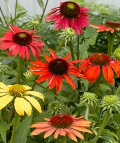 Brighter Blooms Cheyenne Spirit Echinacea (Coneflower) Perennials