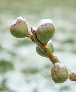 Brighter Blooms Chicago Hardy Fig Tree Fruit Trees