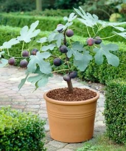 Brighter Blooms Chicago Hardy Fig Tree Fruit Trees