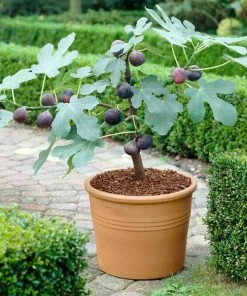 Brighter Blooms Chicago Hardy Fig Tree Fruit Trees