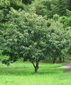 Brighter Blooms Chinese Chestnut Tree
