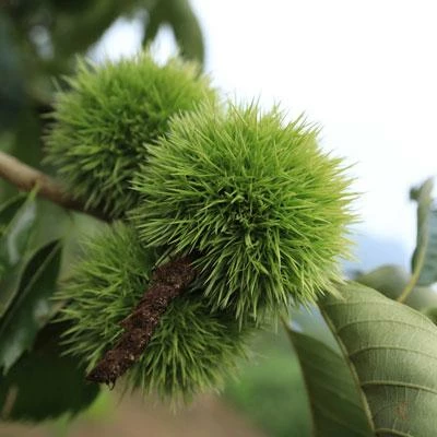 Brighter Blooms Chinese Chestnut Tree 3 Brighter Blooms Chinese Chestnut Tree