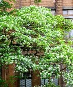 Brighter Blooms Chinese Fringe Tree