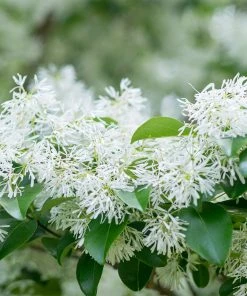 Brighter Blooms Chinese Fringe Tree
