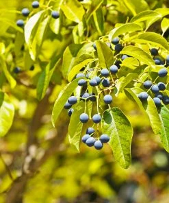 Brighter Blooms Chinese Fringe Tree