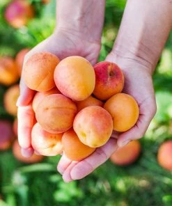 Brighter Blooms Chinese Mormon Apricot Tree SHOP ALL