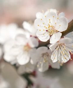 Brighter Blooms Chinese Mormon Apricot Tree SHOP ALL