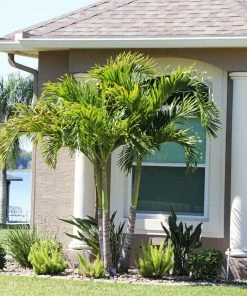 Brighter Blooms Palm Trees Christmas Palm Tree