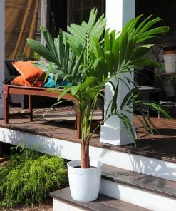 Brighter Blooms Palm Trees Christmas Palm Tree