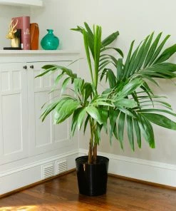 Brighter Blooms Palm Trees Christmas Palm Tree