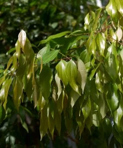 Brighter Blooms Fruit Trees Cinnamon Tree