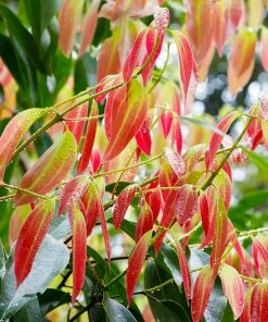 Brighter Blooms Fruit Trees Cinnamon Tree