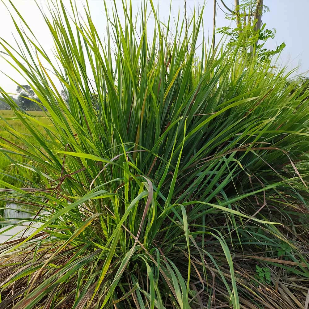 Brighter Blooms Citronella Grass Ornamental Grasses 2 Brighter Blooms Citronella Grass Ornamental Grasses