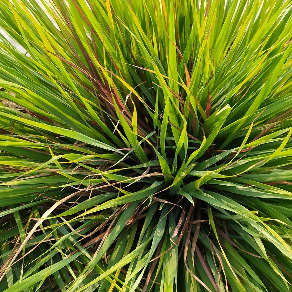 Brighter Blooms Citronella Grass Ornamental Grasses 3 Brighter Blooms Citronella Grass Ornamental Grasses