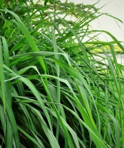 Brighter Blooms Citronella Grass Ornamental Grasses 7 Brighter Blooms Citronella Grass Ornamental Grasses