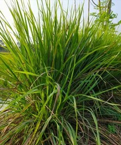 Brighter Blooms Citronella Grass Ornamental Grasses