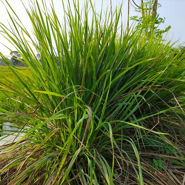 Brighter Blooms Citronella Grass Ornamental Grasses 1 Brighter Blooms Citronella Grass Ornamental Grasses