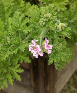 Brighter Blooms Citronella Mosquito Plant Perennials