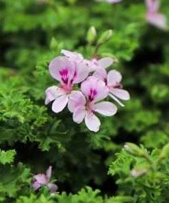 Brighter Blooms Citronella Mosquito Plant Perennials