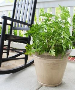 Brighter Blooms Citronella Mosquito Plant Perennials