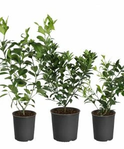 Brighter Blooms All-in-One Citrus Starter Kit Citrus Trees 6 Brighter Blooms All-in-One Citrus Starter Kit Citrus Trees