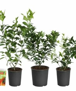 Brighter Blooms All-in-One Citrus Starter Kit Citrus Trees 7 Brighter Blooms All-in-One Citrus Starter Kit Citrus Trees