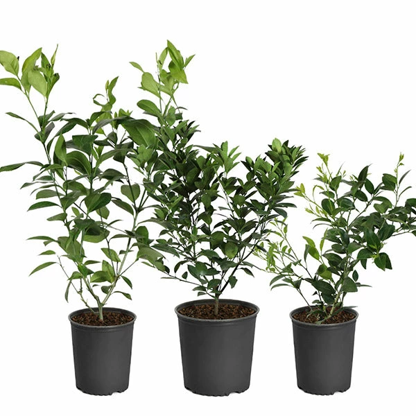 Brighter Blooms All-in-One Citrus Starter Kit Citrus Trees 1 Brighter Blooms All-in-One Citrus Starter Kit Citrus Trees