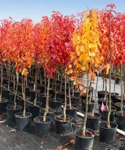 Brighter Blooms Cleveland Pear Tree 10 Brighter Blooms Cleveland Pear Tree