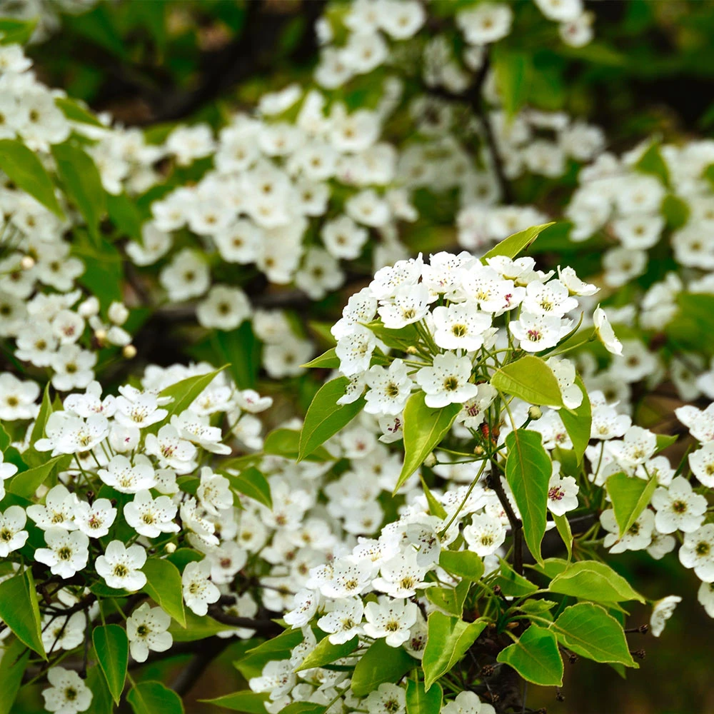Brighter Blooms Cleveland Pear Tree 6 Brighter Blooms Cleveland Pear Tree