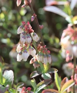 Brighter Blooms Blueberry Bushes Climax Blueberry Bush