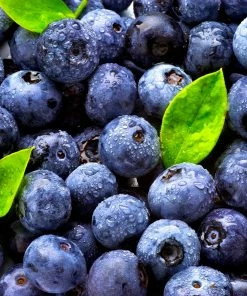 Brighter Blooms Blueberry Bushes Climax Blueberry Bush